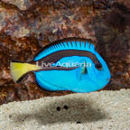 Blue Tang (click for more detail)