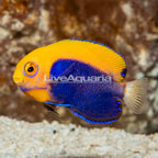 Flameback Angelfish (click for more detail)
