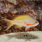 Hutchii Anthias (click for more detail)