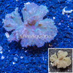 Green Cabbage Leather Coral Vietnam (click for more detail)