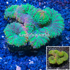 Lobed Brain Coral Australia (click for more detail)