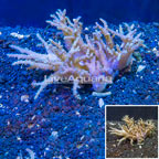 Sinularia Leather Coral Vietnam (click for more detail)