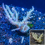 Sinularia Leather Coral Vietnam (click for more detail)