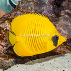 Golden Semilarvatus Butterflyfish (click for more detail)