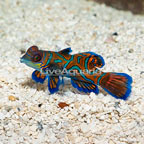 Red Mandarin, Female (click for more detail)