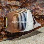 Whiteface Butterflyfish (click for more detail)