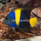 Asfur Angelfish (click for more detail)