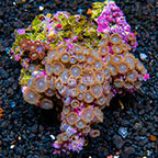 Blue Velvet and Mint Chocolate Chip Colony Polyp Rock Zoanthus Indonesia IM (click for more detail)