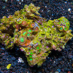 Radioactive Dragon Eye and Wham'n Watermelon Colony Polyp Rock Zoanthus Tonga IM (click for more detail)