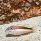 Freckled Hawkfish  (click for more detail)