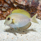 Epaulette Surgeonfish (click for more detail)