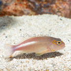 Arc-eye Hawkfish (click for more detail)
