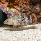 Tripletail Wrasse (click for more detail)