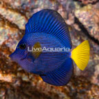 Purple Tang (click for more detail)