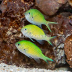 Green Reef Chromis, Trio (click for more detail)