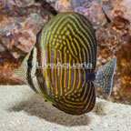 Sailfin Tang, Desjardini (click for more detail)