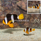 Clarkii Clownfish, Pair (click for more detail)