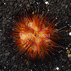 Star Urchin (click for more detail)