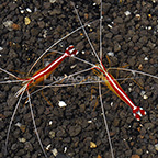 Scarlet Skunk Cleaner Shrimp (Bonded Pair) (click for more detail)