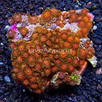 Wham'n Watermelon and Miami Hurricane Colony Polyp Rock Zoanthus Indonesia SM (click for more detail)