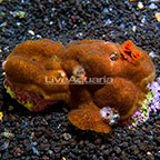 Aussie Encrusting Porites Coral with Christmas Tree Worms (click for more detail)