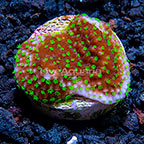LiveAquaria® Green Polyp Crateriformis Acropora Coral (click for more detail)