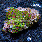 Wham'n Watermelon and Green Bay Packers Colony Polyp Rock Zoanthus Indonesia IM (click for more detail)