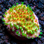 LiveAquaria® Sanjay's Galaxy Astreopora Coral (click for more detail)