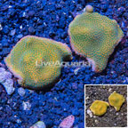 LiveAquaria® Two Pack Cultured Montipora Coral (click for more detail)