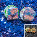 LiveAquaria® Two Pack Cultured Acan Echinata Coral (click for more detail)