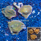 LiveAquaria® Three Pack Cultured Montipora Coral (click for more detail)