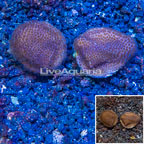 LiveAquaria® Two Pack Cultured Montipora Coral (click for more detail)