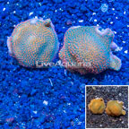 LiveAquaria® Two Pack Cultured Montipora Coral (click for more detail)
