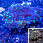 LiveAquaria® Cultured Hammer Coral (click for more detail)