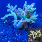 LiveAquaria® Cultured Extra Large Pineapple Tree Coral (click for more detail)