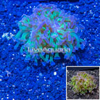 LiveAquaria® Cultured Hammer Coral (click for more detail)