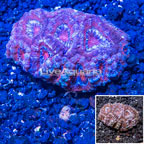 LiveAquaria® Cultured Acan Lord Coral (click for more detail)