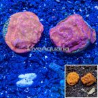 LiveAquaria® Two Pack Cultured Leptoseris Coral (click for more detail)