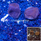 LiveAquaria® Two Pack Cultured Montipora Coral (click for more detail)