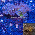 LiveAquaria® Two Pack Cultured Anthelia Coral (click for more detail)