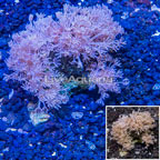 Xenia Coral Indonesia (click for more detail)