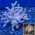 Sinularia Leather Coral Vietnam (click for more detail)