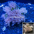 Xenia Coral Indonesia (click for more detail)