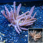Tree Coral Indonesia (click for more detail)