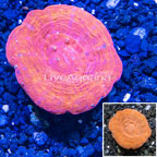 Scolymia Coral Australia (click for more detail)