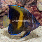 Maculosus Angelfish (click for more detail)