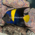 Asfur Angelfish (click for more detail)