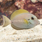 Epaulette Surgeonfish (click for more detail)