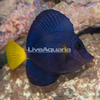 Purple Tang [Blemish] (click for more detail)