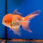 Oranda Goldfish (click for more detail)